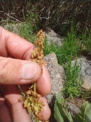 Rumex densiflorus