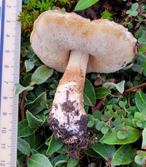 Leccinum rotundifoliae