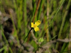 Xyris montana