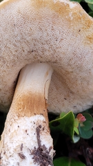 Leccinum rotundifoliae