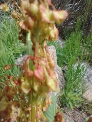 Rumex densiflorus