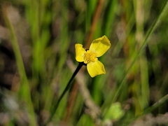 Xyris montana