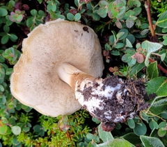 Leccinum rotundifoliae