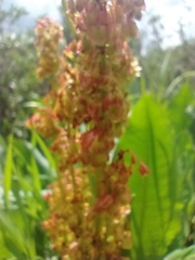 Rumex densiflorus
