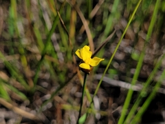Xyris montana