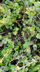 Leccinum rotundifoliae