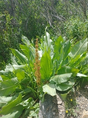 Rumex densiflorus