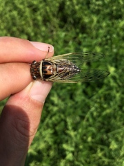 Diceroprocta marevagans