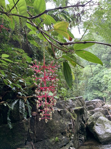 Medinilla clementis observed 2022-07-30