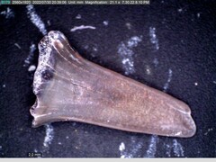 Lamniformes