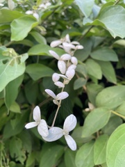 Congea tomentosa