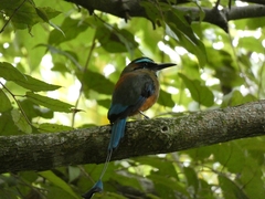 Eumomota superciliosa