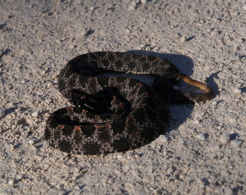 Pygmy Rattlesnake