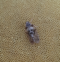 Cixius pini