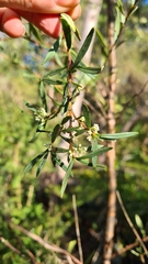 Logania albiflora