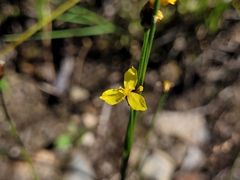 Xyris montana