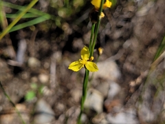 Xyris montana