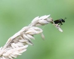 Cerotainia macrocera