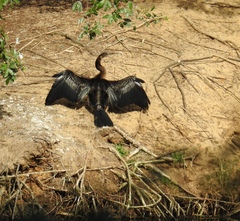 Anhinga novaehollandiae