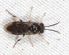 Caliroa obsoleta