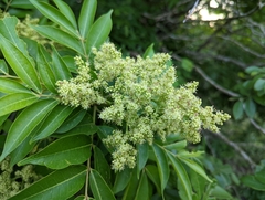Zanthoxylum acuminatum