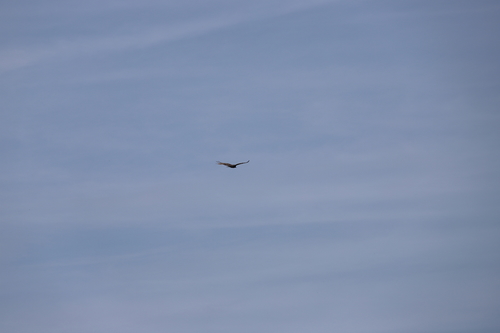 Turkey Vulture photographed in Rhode Island