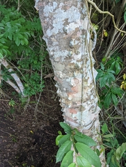 Zanthoxylum acuminatum