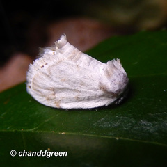 Niphopyralis
