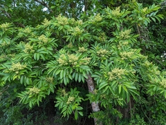 Zanthoxylum acuminatum