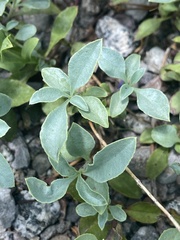 Penstemon azureus azureus