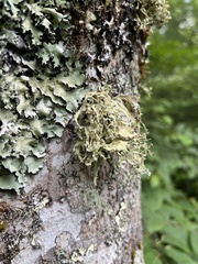 Ramalina culbersoniorum