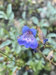 Penstemon azureus azureus