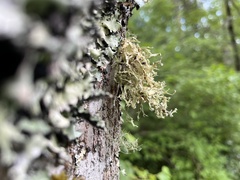 Ramalina culbersoniorum