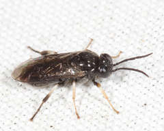Caliroa obsoleta