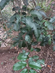 Mischocarpus pyriformis