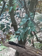 Mischocarpus pyriformis