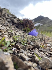 Campanula lasiocarpa