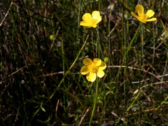 Ranunculus robertsonii