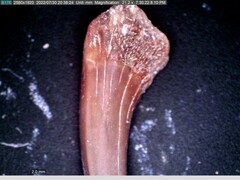 Pseudocarcharias
