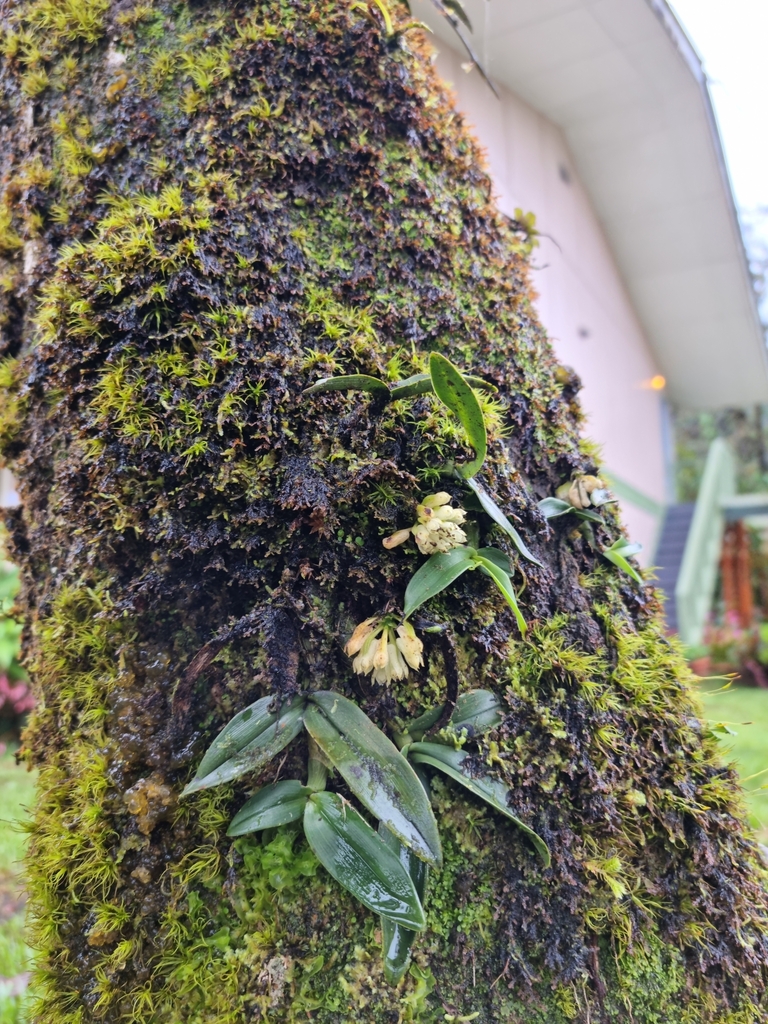 Dendrobium constrictum J.J.Sm.