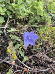 Campanula lasiocarpa