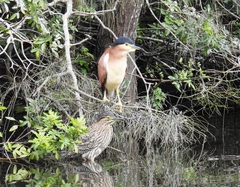 Nycticorax caledonicus