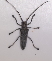 Saperda calcarata