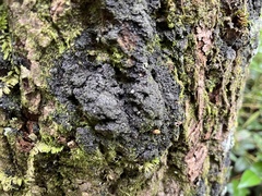Fuscopannaria sorediata