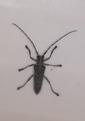 Saperda calcarata