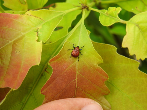 Oak Leaf Rolling Weevil photo 6