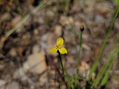 Xyris montana