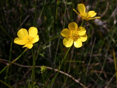 Ranunculus robertsonii