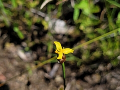 Xyris montana
