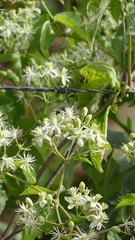 Clematis catesbyana